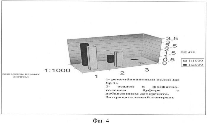 Гибридный белок гамма-интерферон-сурфактант-с для обеспечения адресной доставки гамма-интерферона в легкие, кодирующая его рекомбинантная молекула днк и генетическая конструкция для экспрессии гибридного белка в escherichia coli (патент 2391403)