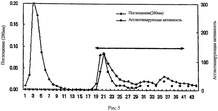 L-фукоза α1→6 специфичный лектин (патент 2524425)