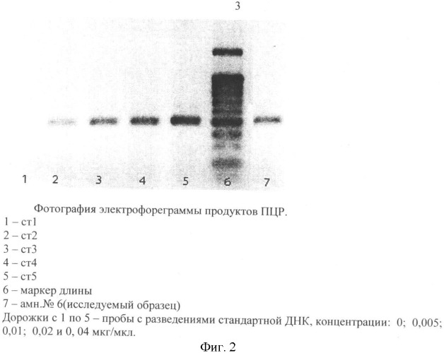 Способ количественного определения геномной днк из микрообразцов тканей млекопитающих (патент 2358013)