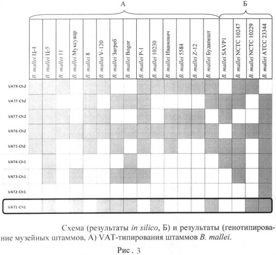 Олигонуклеотидные праймеры для генотипирования b.mallei методом полимеразной цепной реакции (патент 2478714)