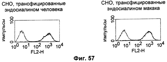 Pscaxcd3, cd19xcd3, c-metxcd3, эндосиалинxcd3, epcamxcd3, igf-1rxcd3 или fap-альфаxcd3 биспецифическое одноцепочечное антитело с межвидовой специфичностью (патент 2547600)