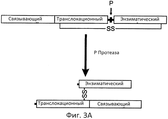 Разрушаемые клостридиальные токсины (патент 2561465)