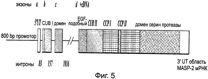 Способ лечения заболеваний, связанных с masp-2-зависимой активацией комплемента (варианты) (патент 2484097)