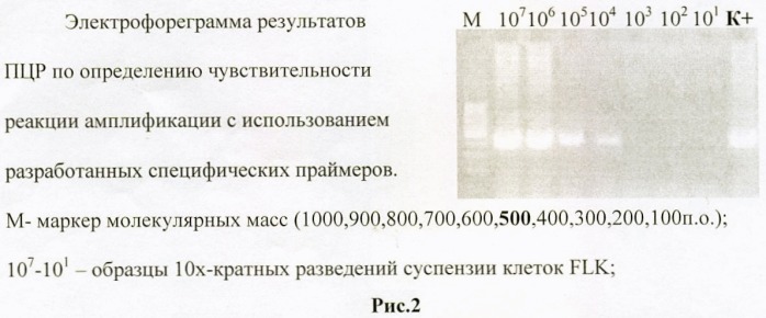 Способ диагностики лейкоза крупного рогатого скота методом полимеразной цепной реакции (патент 2445370)