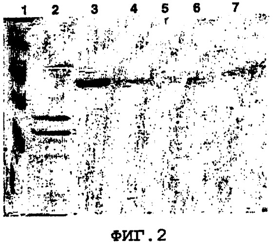 Вакцины, содержащие алюминиевые адъюванты и гистидин (патент 2432173)