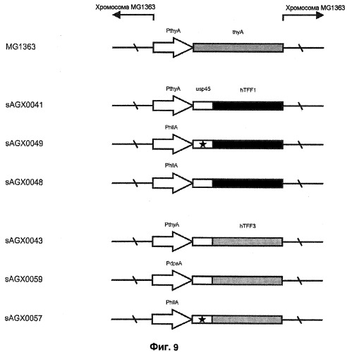 Промоторы lactococcus и их применение: (патент 2495129)