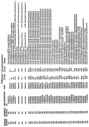 Гены corynebacterium glutamicum, кодирующие белки, участвующие в синтезе мембран и мембранном транспорте (патент 2312145)