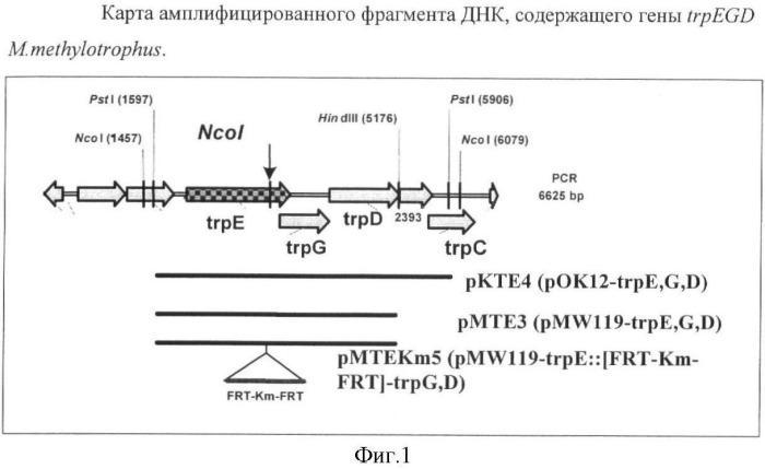 Способ придания бактерии, принадлежащей к роду methylophilus, ауксотрофности по l-аминокислоте, бактерия, принадлежащая к роду methylophilus, и способ продукции l-аминокислоты (патент 2395569)