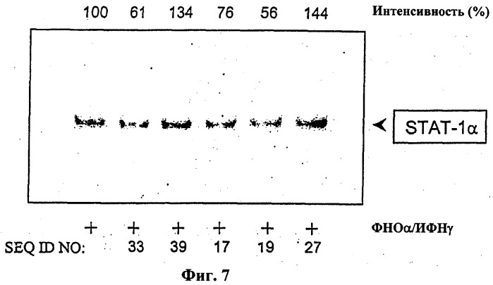 Ингибирование stat-1 (патент 2311910)