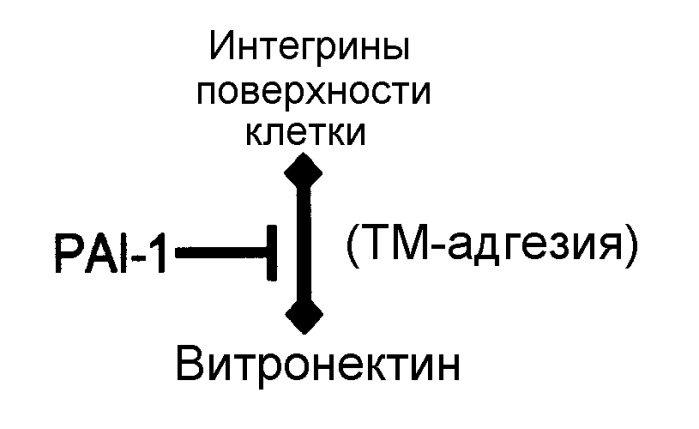 Модуляторы связывания pai-1 для лечения глазных болезней (патент 2465898)