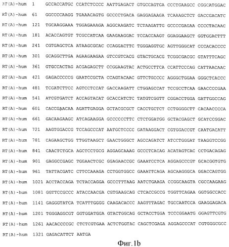 Рекомбинантная плазмидная днк pbmc-rt(а)-hum для экспрессии белка обратной транскриптазы вируса иммунодефицита человека (патент 2355764)