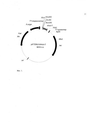 Рекомбинантная плазмидная днк pet22b(+)/slurp-2, кодирующая белок slurp-2, и штамм бактерий escherichia coli bl21(de3) pet22b(+)/slurp-2- продуцент белка slurp-2 человека (патент 2583307)