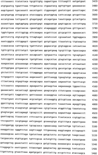 Бактериофаг, обладающий активностью против pseudomonas aeruginosa, белки бактериофага и способы их применения (патент 2580248)