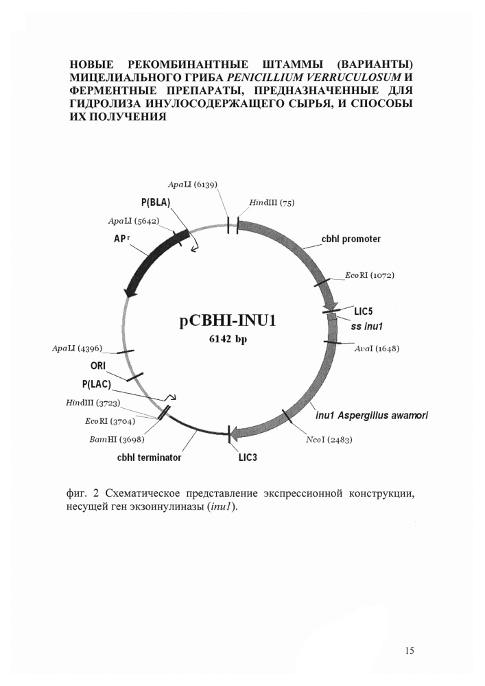 Рекомбинантный штамм мицелиального гриба penicillium verruculosum ( варианты) и способ получения ферментного препарата с его использованием (варианты) (патент 2646136)