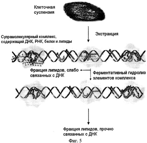 Способ качественного и количественного анализа липидов, прочносвязанных с геномной днк (патент 2506314)