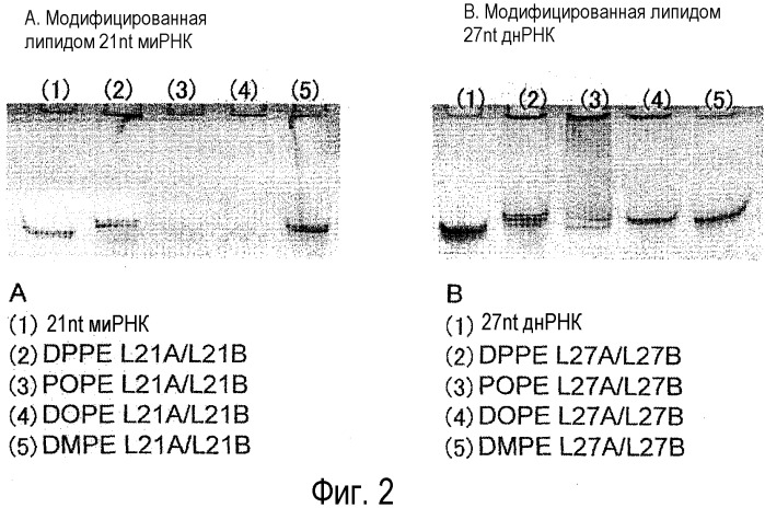 Модифицированная липидами двухцепочечная рнк, обладающая мощным эффектом рнк-интерференции (патент 2501859)