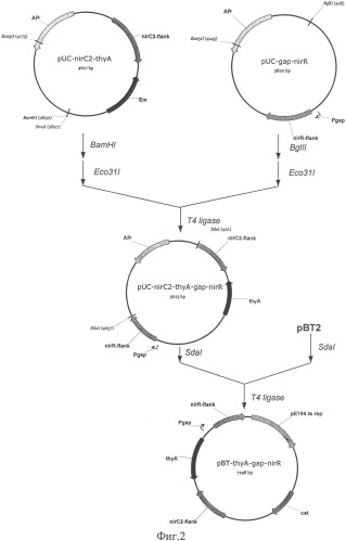 Способ конструирования рекомбинантного штамма staphylococcus carnosus (патент 2333957)