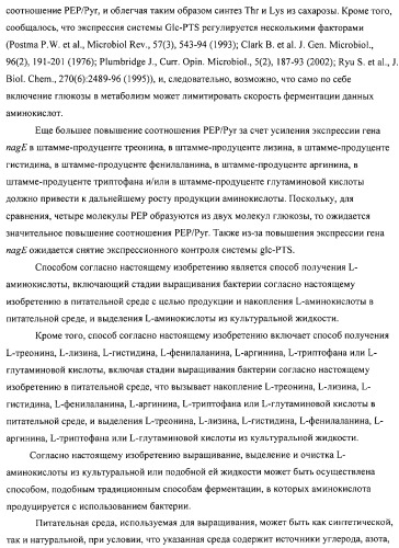 Способ получения l-аминокислот с использованием бактерии, принадлежащей к роду escherichia (патент 2312893)