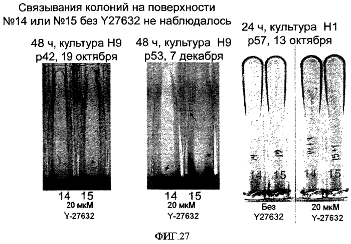 Способы, поверхностно-модифицированные носители и композиции для иммобилизации, культивирования и открепления клеток (патент 2551772)