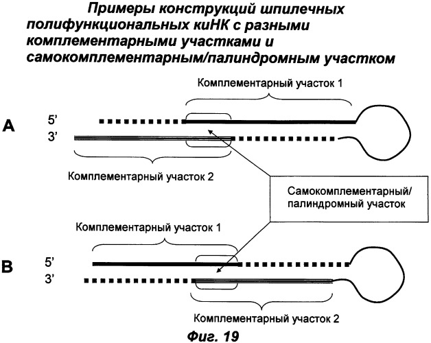 Молекулы химически модифицированной короткой интерферирующей нуклеиновой кислоты, которые опосредуют интерференцию рнк (патент 2418068)