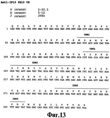 Выделенное антитело против ip-10, иммуноконъюгат и биспецифическая молекула на его основе, их композиции, способ лечения (варианты), кодирующая молекула нуклеиновой кислоты, соответствующий экспрессионный вектор, клетка-хозяин и гибридома (патент 2486199)