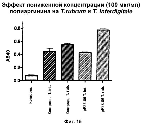 Противомикробные пептиды, содержащие аргинин- и лизинсодержащий мотив (патент 2396273)