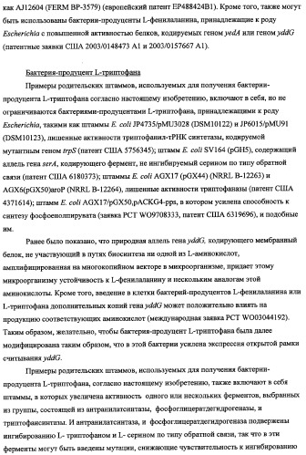 Способ получения l-треонина с использованием бактерии, принадлежащей к роду escherichia, в которой инактивирован кластер генов sfmacdfh-fimz или ген fimz (патент 2333953)