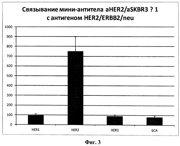 Однодоменное мини-антитело aher2/askbr3-1, специфически связывающее рецептор эпидермального фактора роста her2/erbb2/neu и способное через это взаимодействие проникать внутрь клетки-мишени (интернализоваться), способ получения данного антитела и способ детекции белка her2/erbb2/neu и клеток, экспрессирующих этот белок в повышенном количестве, с помощью мини-антитела aher2/askbr3-1 (патент 2522929)