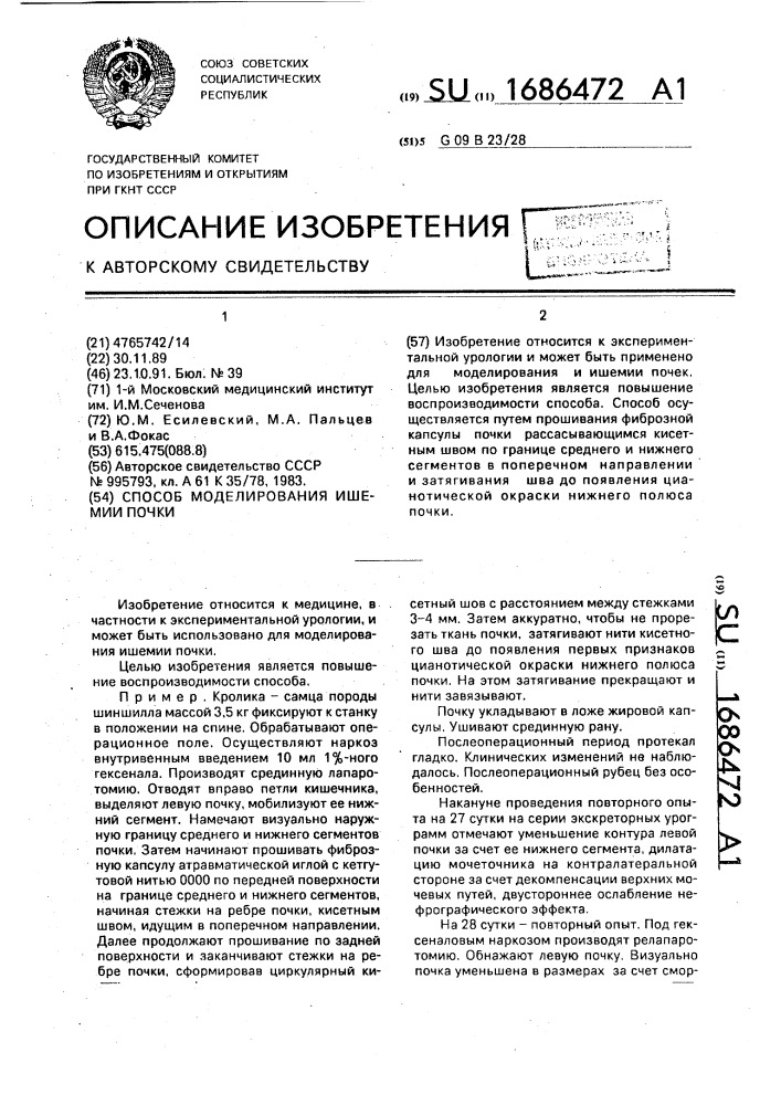 Способ моделирования ишемии почки (патент 1686472)