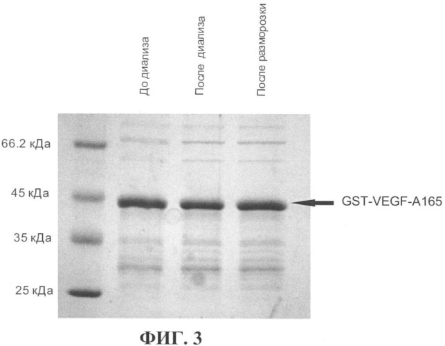 Штамм клеток escherichia coli bl21 (pvegf-a165), секретирующих рекомбинантный фактор роста эндотелия сосудов (vegf) (патент 2395568)