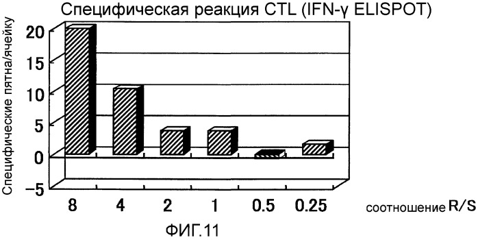 Комбинированная терапия рака поджелудочной железы с использованием антигенного пептида и химиотерапевтического средства (патент 2472522)