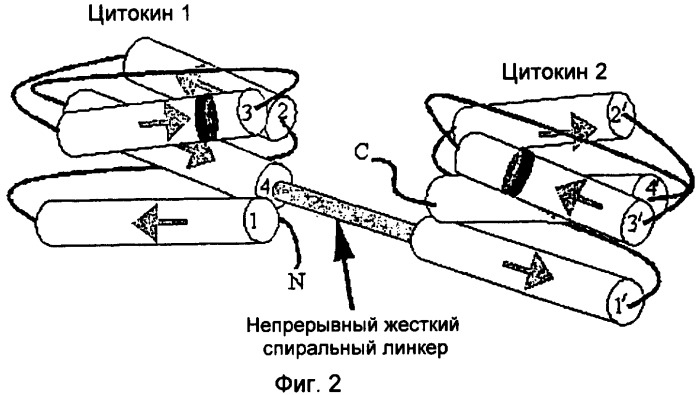 Полипептид со свойствами агониста рецептора гормона роста, кодирующая его нуклеиновая кислота, вектор для его экспрессии и продуцирующая его клетка (патент 2391353)