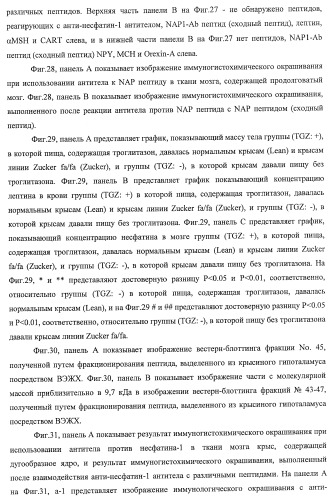 Способ получения фактора, связанного с контролем над потреблением пищи и/или массой тела, полипептид, обладающий активностью подавления потребления пищи и/или прибавления в весе, молекула нуклеиновой кислоты, кодирующая полипептид, способы и применение полипептида (патент 2418002)