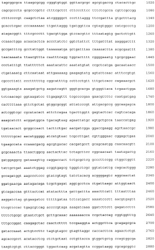 Плазмидный вектор pe-lc-ltp, штамм бактерии escherichia coli для экспрессии липид-транспортирующих белков чечевицы lens culinaris и способ получения указанных белков (патент 2415940)