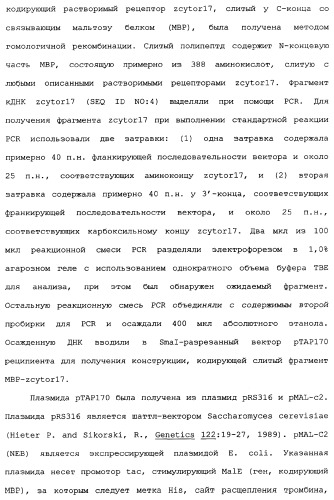 Новый лиганд рецептора цитокина zcytor17 (патент 2360923)