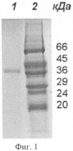 Фермент карбоксипептидаза кпsв, штамм streptomyces bikiniensis - продуцент карбоксипептидазы кпsв, фрагмент днк sb27-995, кодирующий синтез зрелой формы этого фермента, и способ микробиологического синтеза карбоксипептидазы кпsв (патент 2388825)