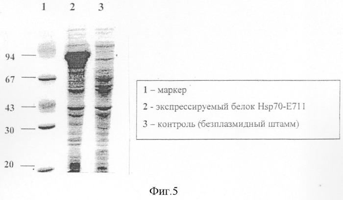 Рекомбинантный гибридный белок, препарат для иммунотерапии на его основе и способ иммунотерапии рецидивирующего папилломатоза гортани (патент 2290204)