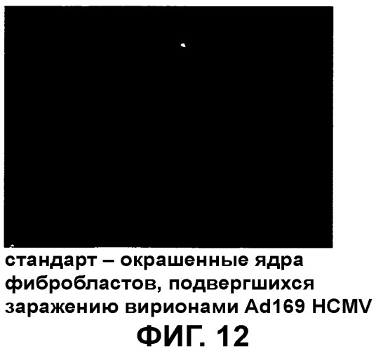 Композиция, содержащая частицы hcmv (патент 2505314)