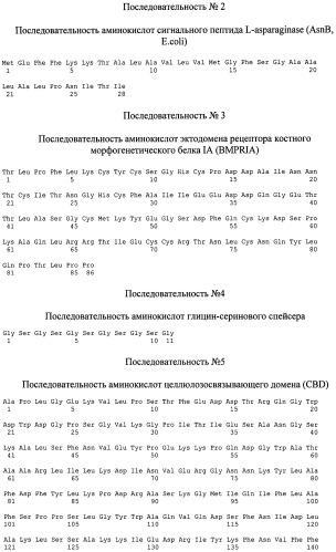 Рекомбинантная плазмида, рекомбинантный штамм, рекомбинантный белок вмр-2 и способ выделения рекомбинантного белка в димерной форме (патент 2499048)