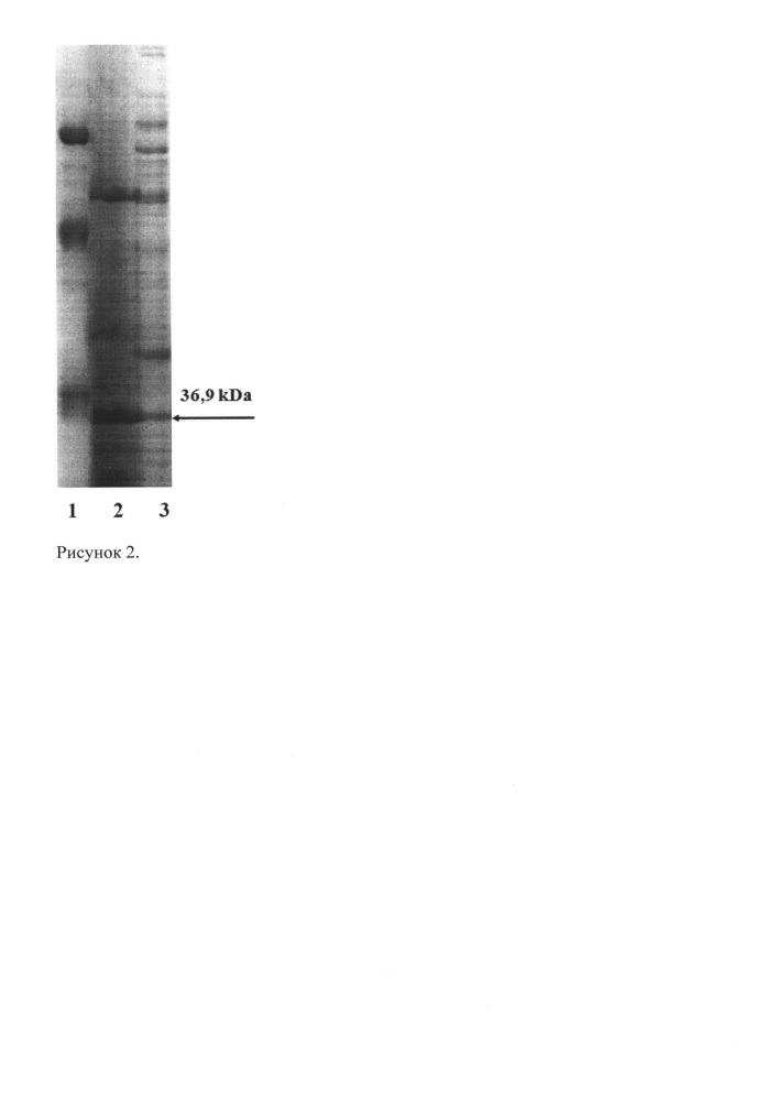 Штамм бактерий escherichia coli bl21 (de3) bpsompa-продуцент рекомбинантной плазмидной днк pbpsompa, несущей полноразмерную последовательность гена поверхностного протеина ompa/motb burkholderia pseudomallei (патент 2662958)