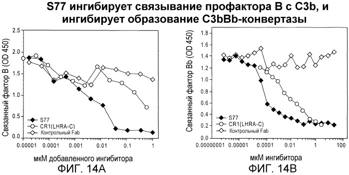 Антитела против c3b и способы профилактики и лечения связанных с комплементом нарушений (патент 2473563)