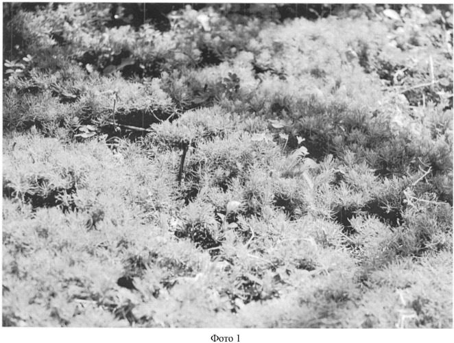 Способ эффективного выращивания ели колючей (picea pungens engelm) (патент 2423819)
