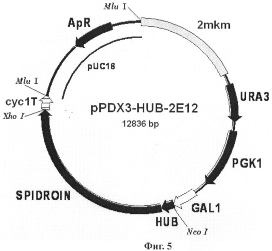 Способ получения рекомбинантного белка паутины, слитый белок, рекомбинантная днк, вектор экспрессии, клетка-хозяин и штаммы-продуценты (патент 2451023)