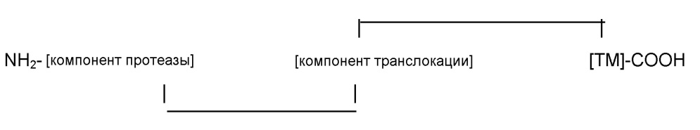 Слитые белки для применения в терапии (патент 2651492)