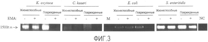 Способ и набор для детекции микроорганизмов (патент 2527897)