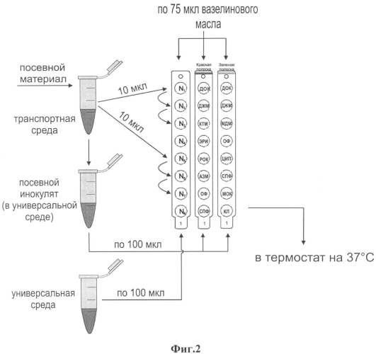 Набор для лабораторной диагностики инфекций, вызываемых mycoplasma hominis и ureaplasma urealyticum (патент 2553548)