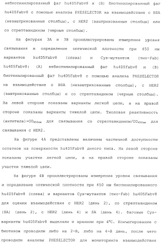 Антитела, сконструированные на основе цистеинов, и их конъюгаты (патент 2412947)