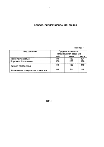 Способ биодренирования почвы (патент 2579208)