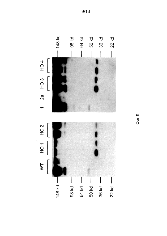 Мыши, которые производят антитела, имеющие только тяжелые цепи (патент 2603102)