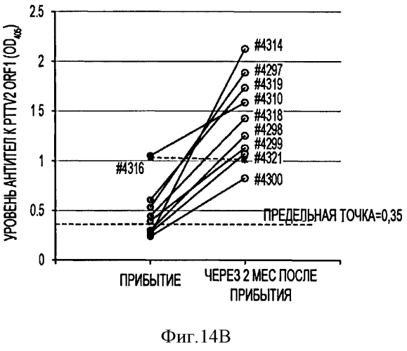 Вакцины на основе свиного вируса torque teno и способы диагностики инфекций, вызванных этим вирусом (патент 2553223)